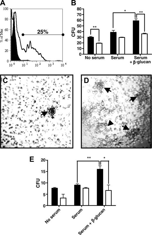 Figure 2. A CR3+ population of HPCs tethered to stroma-iC3b and can be observed to proliferate in response to β-glucan in a CR3-dependent manner. (A) Sorted Sca1+, c-Kit+, lin- HPCs were stained with anti-CD11b mAb and analyzed by flow cytometry. Filled curve represents isotype control for anti-CD11b; open curve shows HPCs gated for anti-CD11b staining. (B) A short-term cobblestone assay using WT (▪) or CR3-/- HPCs (□) was analyzed after 12 days of culture in the presence of stroma-iC3b in response to β-glucan (10 μg/mL) compared with their counterparts incubated with stroma-iC3b only. The CFU was also compared between WT and CR3-/- HPCs in the absence of serum (no serum) and β-glucan. (C-D) Representative micrographs captured from WT HPCs grown in the presence of serum and serum and β-glucan, respectively. Arrows indicate colonies. (E) Long-term culture-initiating culture (LTC-IC), established 35 days after coculture of WT (▪) or CR3-/- HPCs (□) and stroma in the presence of stroma-iC3b and β-glucan and analyzed 35 days later in methylcellulose culture compared with their counterparts incubated with stroma-iC3b only. Data in panels B and E represent the mean ± SEM number of CFUs observed in triplicate wells in experiments that were repeated twice (*P < .05 and **P < .005). HPCs were sorted from 3 WT or CR3-/- mice and then plated with stromal cells. The data shown here are 1 representative experiment of 3 separate experiments (total n = 9 in each group).