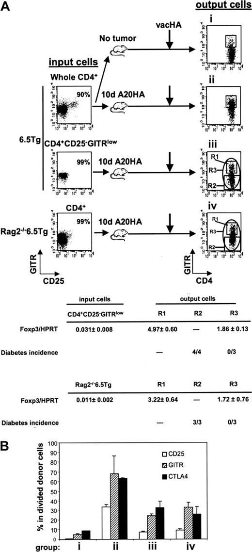 Figure 6. Induction of TMTregs in TM mice is independent of pre-existing natural Tregs. (A) Enriched CD4+ T cells (whole CD4+) from 6.5 Tg mice were labeled with CFSE and transferred into mice without tumor (group i) or with a 10-day A20HA tumor burden (group ii). Alternatively, sorted CD4+CD25– GITRlow cells from 6.5 Tg mice or CD4+ from Rag2–/– 6.5 Tg mice were labeled with CFSE and transferred into TM mice (groups iii and iv, respectively). An aliquot of the sorted donor cells was stained for expression of CD4, CD25, and GITR to evaluate their purity and RNA was isolated for qRT-PCR. Fourteen days after transfer, all recipients received vacHA, and responses were analyzed 5 days later. Spleen cells were stained for expression of CD4, TCR clonotype, and GITR. Plots shown were gated on divided donor cells. Cells were sorted based on the indicated gating regions (R1, R2, or R3). qRT-PCR analysis of Foxp3 mRNA was performed on sorted cells and the relative mRNA frequencies of Foxp3/HPRT are listed. The function of the sorted cells was tested by transferring them into Rag2–/– Ins-HA mice and monitoring diabetes development. Each mouse received either 50 000 cells sorted from the R2 region (CFSElow GITRlow), or cells from the R3 region (CFSElow GITR-unfractionated). Diabetes induction was monitored during a 30-day period. The incidence of diabetes is listed in Table 1. (B) Percentage of donor cells expressing CD25, GITR, and CTLA4 at the time of analysis as determined by FACS analysis. Each group had 3 mice. Results are shown as mean ± SE.