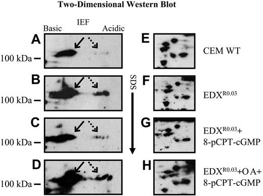 Figure 5. Western blot analysis after high-resolution 2-D gel electrophoresis (2-DGE) of Sp1 and its phosphorylated forms. Nuclear proteins (75 μg) isolated from untreated parental (A, E) and antifolate-resistant EDXR0.03 cells (B, F), as well as pCPT-cGMP-treated EDXR0.03 cells (C, G) and pCPT-cGMP plus okadaic acid (OA)-treated EDXR0.03 cells (D, H) were subjected to high-resolution 2-DGE. The blots were then reacted with an antibody to Sp1 to detect nonphosphorylated (arrow) as well as phosphorylated forms of Sp1 (dashed arrow).