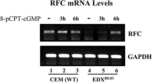 Figure 6. Restoration of RFC gene expression in parental and antifolate-resistant cells upon treatment with pCPT-cGMP. The effect of pCPT-cGMP on the restoration of RFC mRNA levels in parental and antifolate-resistant cells was examined by RT-PCR analysis (30 cycles) using internal GAPDH (glyceraldehyde-3-phosphate dehydrogenase) normalization as detailed in “Materials and methods.”