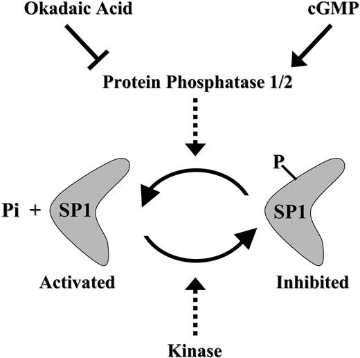 Figure 7. Schematic model summarizing the cGMP-dependent restoration of Sp1 activity via Sp1 dephosphorylation in antifolate-resistant cells.
