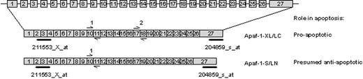 Figure 4. Quantification of the expression of Apaf-1 isoforms in pediatric ALL. The structure of the Apaf-1 gene and 2 Apaf-1 transcript variants. Indicated is the location of the Affymetrix probe sets (211553_x_at and 204859_s_at) and the Taqman primer pairs (1 and 2).