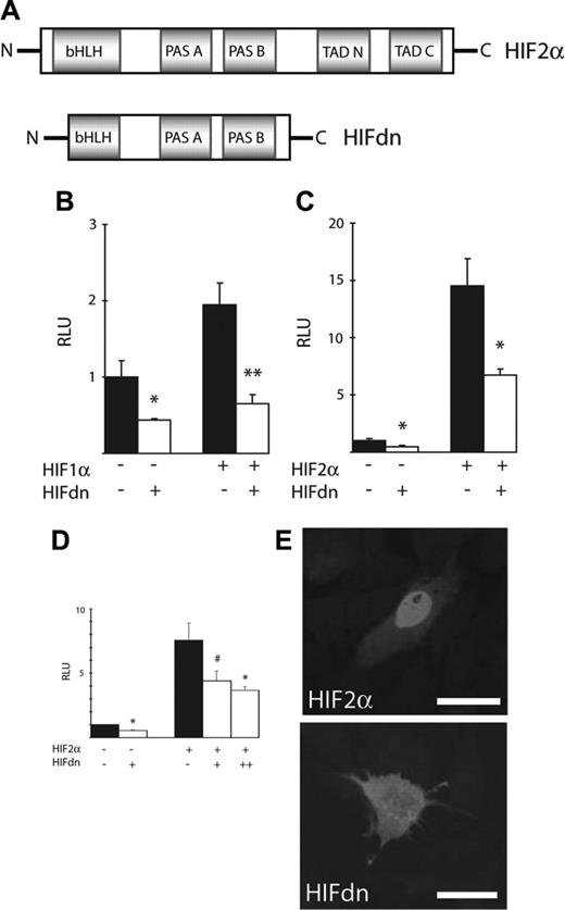 Figure 1. Structure and function of HIFdn in vitro. (A) Domain structure of HIF-2α and HIFdn. (B-D) Luciferase reporter gene assays. HEK293 cells were transfected with VEGF promoter-luc (B) or Flk1 promoter-luc (C) reporter constructs. HUE cells were transfected with KDR promoter-luc reporter gene (D). Expression of HIFdn reduced the basal activity of these promoters and inhibited the stimulatory effects of HIF-1α or HIF-2α, respectively. (E) Overexpression of HIF-2α or HIFdn in HUE cells and immunofluorescence staining against the FLAG epitope revealed nuclear localization of HIF-2α, whereas HIFdn was detected in the cytoplasm. Bar indicates 25 μm. #P < .05; *P < .03; **P < .005, unpaired 2-tailed t test.
