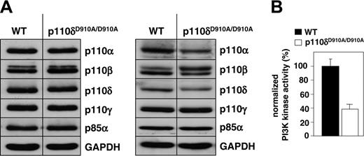 Figure 1. Effect of p110δ inactivation on PI3K expression and activity in primary splenic B cells. (A) Expression of class I PI3K isoforms in total cell lysates (50 μg/lane), as assessed by immunoblotting. Left and right panels are from 2 independent analyses, carried on pooled lysates from 3 mice each. (B) Class IA-associated lipid kinase activity present in primary splenic B cells. Cell extracts were purified using YpVPMLG peptide complexes as described in “Materials and methods,” and assayed by an in vitro PI3K assay using PtdIns(4,5)P2 as substrate. PI3K activity is presented relative to that found in WT cells. Error bars indicate SD.