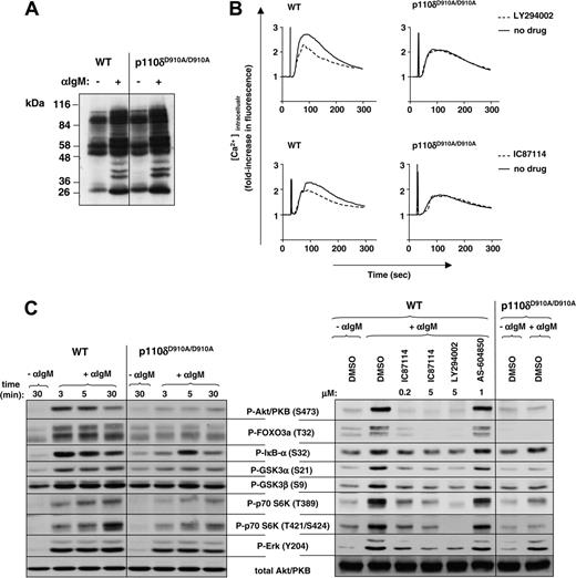 Figure 4. Effect of p110δ inactivation on BCR-driven early signaling in primary splenic B cells. (A) Primary splenic B cells were cultured with or without anti-IgM for 5 minutes, followed by cell lysis and immunoblot analysis of whole-cell lysates for the presence of phosphotyrosine. (B) Calcium flux was determined in presence or absence of PI3K inhibitors in response to stimulation with 10 μg/mL anti-IgM in presence or absence of LY294002 (5 μM) or IC87114 (0.1 μM). (C) lysates from control or anti-IgM–treated B cells were analyzed by immunoblot for the indicated signaling molecules. In the right panel, cells were treated with various PI3K inhibitors prior to 5-minute stimulation with anti-IgM.