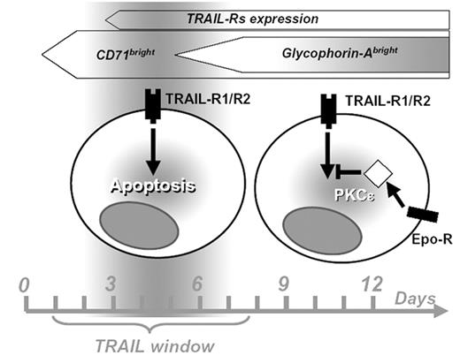 Proposed scheme of the period of sensitivity to TRAIL (“TRAIL window”) along human erythroid differentiation and the role of PKCϵ in the downstream intracellular signaling pathway. See the complete figure in the article beginning on page 508.