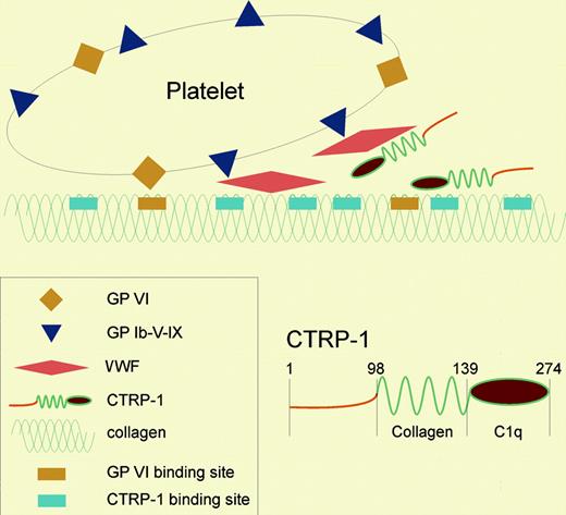 The diagram illustrates how platelets may interact with a collagen surface either directly, through GPVI, or indirectly, through von Willebrand factor (VWF). Interaction between collagen and platelet integrin α2β1 is not illustrated here. CTRP-1 blocks the activation of platelets by collagen through multiple mechanisms. CTRP-1 binds directly to abundant high-affinity, but uncharacterized, regions of collagen (depicted as blue rectangles) but also binds with lower affinity to sites that overlap with GPVI binding sites in collagen (depicted as tan rectangles). This disruption of GPVI-collagen interaction may partially explain the inhibitory action of CTRP-1. In addition, however, CTRP-1 disrupts VWF binding to collagen, by binding to the VWF A3 domain responsible for the collagen interaction. CTRP-1, therefore, interferes with collagen-induced platelet activation through several protein-protein interactions. The structure of CTRP-1 monomer is shown in the inset.