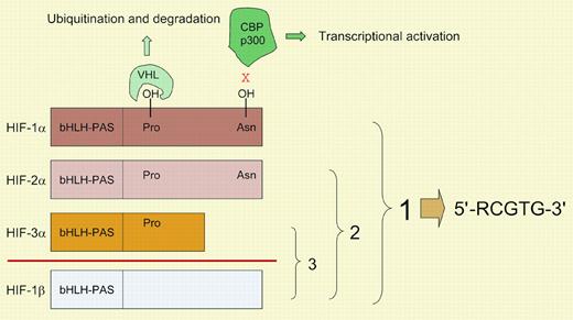 Mammalian hypoxia-inducible factors. HIF-1α, HIF-2α, HIF-3α, and HIF-1β are each encoded by a distinct gene, with alternative mRNA splicing generating multiple isoforms (not shown) of HIF-1α, HIF-3α, and HIF-1β. HIF-1α, HIF-2α, and HIF-3α dimerize with HIF-1β to form the functional proteins HIF-1, HIF-2, and HIF-3, respectively. The basic-helix-loop-helix (bHLH)–PAS domains mediate dimerization and DNA binding. All known HIF-1 binding sites contain the core DNA sequence 5′-RCGTG-3′ (R, A, or G). Hydroxylation of prolyl residues (402 and 564 in human HIF-1α) is required for the binding of the von Hippel-Lindau protein (VHL), which targets the proteins for ubiquitination and proteasomal degradation. Hydroxylation of an asparagine residue (803 in human HIF-1α) blocks the binding of coactivators p300 and CBP. The HIF prolyl and asparaginyl hydroxylases use O2 and α-ketoglutarate and generate CO2 and succinate as by-products.