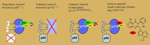 Genetic and pharmacologic approaches for inactivating the class IA PI3Ks, which are heterodimers of catalytic (p110) and regulatory (p85) subunits.