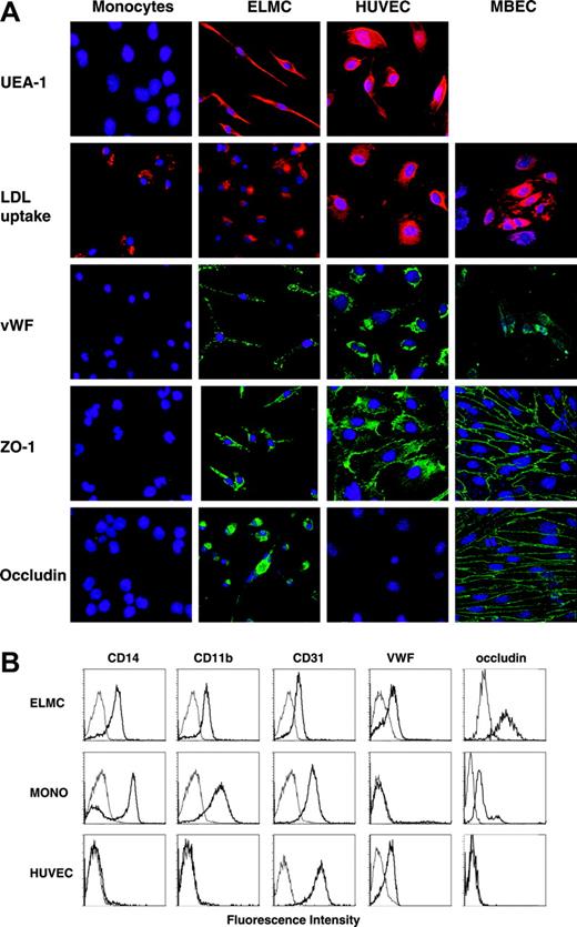 Figure 4. Immunohistochemical and immunocytochemical analysis of ELMCs. (A) Freshly isolated human peripheral blood CD14+ monocytes, ELMCs, HUVECs, and MBECs were evaluated for uptake of DiI Ac-LDL, expression of VWF, ZO-1, and occludin by immunohistochemistry. ELMCs, HUVECs, and freshly isolated monocytes were also evaluated for binding of the endothelial-specific lectin UEA-1. (B) FACS analysis of freshly isolated monocytes, ELMCs, and HUVECs for expression of CD14, CD11b, CD31, VWF, and occludin was performed.