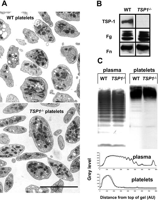 Figure 1. General morphology and composition of Tsp1-null platelets. (A) Transmission electron microscopy of murine WT platelets and Tsp1-/- platelets. The scale bar represents 5 μm. (B) SDS-PAGE under reducing conditions and Western blot analysis of the platelet content in TSP-1, fibrinogen (Fg), and fibronectin (Fn), as indicated. (C) Multimer analysis via agarose gel electrophoresis of von Willebrand factor (VWF) in WT and Tsp1-/- plasma and platelets, with representative scans of the multimer distribution patterns. AU indicates arbitrary units.