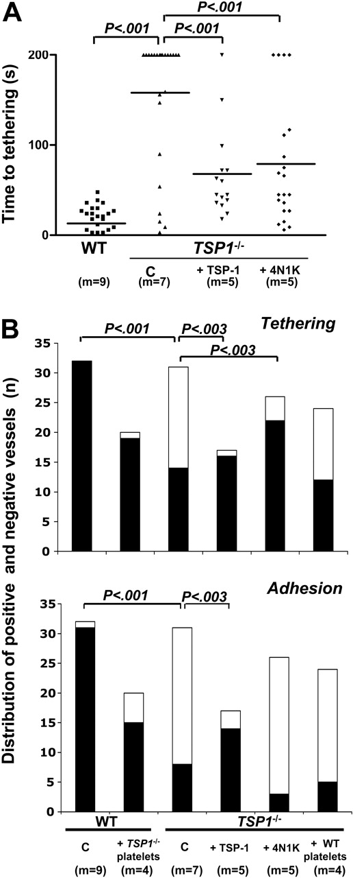 Figure 2. Platelet recruitment on A23187-stimulated endothelium in vivo. (A) Dot plot representation of the time in seconds (s) until initiation of platelet tethering in vivo on endothelium of murine mesenteric venules stimulated with A23187 for the indicated number of mice (m). Means are represented as short horizontal lines; indicated 2-tailed P values were calculated by unpaired nonparametric Mann-Whitney test with Welch correction for nonequal variances. (B) Distribution of numbers of mesenteric vessels, reactive (▪) and nonreactive (□) with platelets, during analysis of tethering and firm adhesion, as indicated for the mentioned number of mice (m); indicated P values were calculated by 2 × 2 contingency table analysis and Fisher exact test with 2-sided P value. C indicates nontreated controls; +TSP-1, bolus of 80 μg/kg + infusion of 80 μg/kg/h; +4N1K, injection with calcein-labeled platelets preactivated with 100 μM of the CD47 activating peptide 4N1K; and +Tsp1-/- platelets and +WT platelets, cross-design experiments with platelet injection in WT and Tsp1-/- mice, respectively.