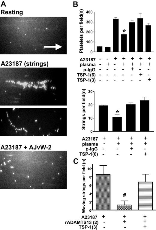 Figure 4. Platelet string formation on stimulated human endothelial cells. Platelet adhesion to resting and A23187 (30 μM)-stimulated human EA.hy926 endothelial cells during perfusion of calcein-labeled human platelets (20 × 109 platelets/L) in reconstituted blood. (A) Platelet strings form on A23187-stimulated endothelial cells; they are prevented in the presence of the VWF-neutralizing antibody AJvW-2. Objective, 10×/long working distance numerical aperture (B) Mean numbers (± SEM) of platelets adhering per field and of strings formed, before and after endothelial cell stimulation, followed by perfusion with reconstituted blood, supplemented with human plasma, containing anti-ADAMTS13 antibodies (p-IgG; 250 μg/mL) or human TSP-1 at 6 or 3 μg/mL, as indicated. (C) Mean numbers (± SD) of waving strings formed per field after endothelial cell stimulation, followed by perfusion with reconstituted blood containing calcein-labeled human platelets (20 × 109 platelets/L) and subsequent perfusion with human recombinant ADAMTS13 (2 nM) supplemented with human TSP-1 at 3 μg/mL, as indicated. The white arrow (length = 50 μm) represents the direction of the blood flow (*P < .01; #P < .001 vs A23187 stimulation).