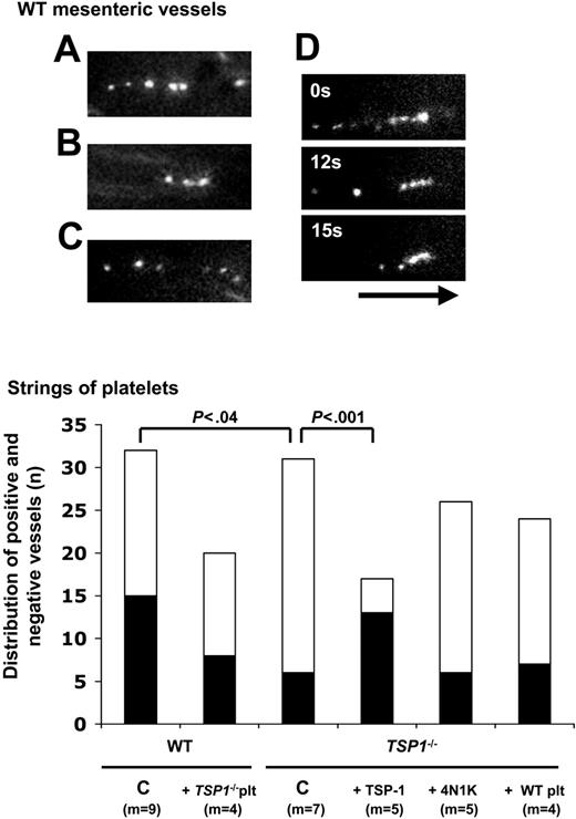 Figure 5. Platelet string formation on stimulated murine endothelium. (A-C) Individual examples of strings of adherent platelets on endothelium of exposed mesenteric venules following stimulation with exogenously administered A23187. (D) Example of progressive string resorption over an interval of 15 seconds. The black arrow (length = 50 μm) represents the direction of the blood flow. (E) Distribution of numbers of mesenteric vessels, demonstrating platelet string formation (▪) or not (□), following vessel stimulation by A23187, for the indicated number of mice (m); indicated P values were calculated by 2 × 2 contingency table analysis and Fisher exact test with 2-tailed P value. C indicates nontreated controls; +TSP-1, bolus of 80 μg/kg + infusion of 80 μg/kg/h; +4N1K, injection with calcein-labeled platelets preactivated with 100 μM of the CD47-activating peptide 4N1K; and +Tsp1-/- platelets and +WT platelets, cross-design experiments with platelet injection in WT and TSP-1-/- mice, respectively.