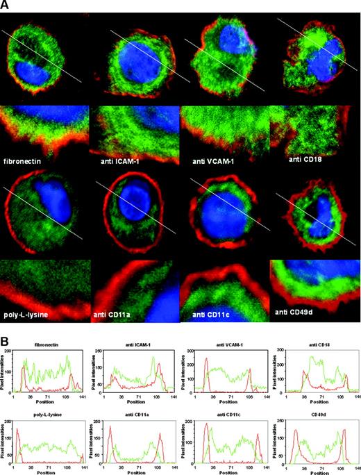 Figure 2. Cellular CYTIP distribution in response to stimulation of surface molecules by antibodies. (A) Mature monocyte-derived DCs were allowed to bind to antibodies immobilized on glass slides for 20 to 30 minutes. After fixation in acetone, CYTIP was visualized by a specific monoclonal anti-CYTIP antibody detected by Alexa 488 (green fluorescence). DAPI was used to visualize the nuclei (blue fluorescence) and PKH26 to mark the plasma membrane (red fluorescence). Images were obtained by confocal microscopy. White lanes were used to perform line scans shown in panel B. (B) Red lines show pixel intensities for PKH26; green lines show pixel intensities for CYTIP staining. On binding to fibronectin, and antibody-mediated binding of CD18, ICAM-1 (CD54), and VCAM-1 (CD106), but not to poly-L-lysine and anti-CD11a, -CD11c, and -VLA-4 (CD49d), CYTIP moves toward the membrane in DCs.