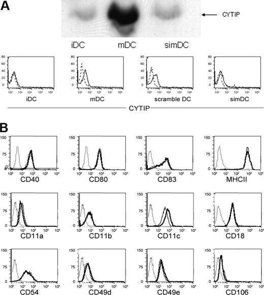 Figure 3. Silencing of CYTIP is specific and does not interfere with the expression or induction of other molecules. (A) CYTIP expression was monitored 48 hours after silencing by Western blotting and intracellular FACS analysis. The expression level can be kept to the level of immature DCs and was achieved in 60% to 90%. iDC indicates immature DC; mDC, mature DC; simDC, mature DC silenced for CYTIP; and scramble, unrelated control siRNA used in silencing procedure. (B) Expression of other molecules known to be induced or up-regulated during maturation of DCs as well as adhesion structures (CD40, CD80, CD83, MHCII, CD11a, CD11b, CD11b, CD11c, CD18, CD54, CD49d, CD49e, and CD106) are not influenced by the silencing procedure, as shown by FACS analysis. Broken line indicates isotype control; solid line, immature DC; bold line, mDC silenced for CYTIP; and dotted line, mature DC.
