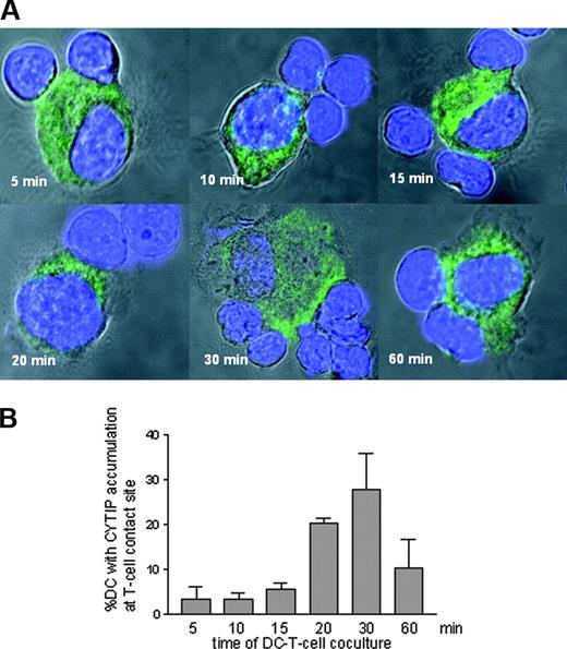 Figure 6. Cellular localization of CYTIP in DCs in response to T-cell contact. (A) DCs were allowed to adhere to poly-L-lysine immobilized bulk T cells for the indicated time points. CYTIP was visualized by immunostaining (green fluorescence). Nuclei are stained with DAPI (blue fluorescence). Cells were visualized with a confocal microscope. Accumulation of CYTIP in the contact zone of DCs and T cells can be observed starting at 15 minutes with a maximum at 30 minutes. (B) Percentage of contact sites with polarized CYTIP from all DCs with T-cell contact was calculated in 3 scans each of 0.546 mm2 for each time point.