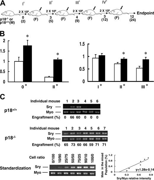 Figure 1. Continued presence of p18-/-HSC progeny without apparent exhaustion during sBMT. BMNCs were collected from p18-/- or p18+/+ male mice at 2 months of age and transplanted into lethally irradiated (10 Gy) female recipients (2 × 106 cells/recipient). After long-term engraftment was established in the primary recipients, the same dose of BMNCs were pooled from the primary recipients and retransplanted into lethally irradiated female recipients. The same procedure was repeated for additional 3 times (A). 0°, I°, II°, III°, and IV° indicate nonrecipient, first, second, third, and fourth sBMTs, respectively. M and F indicate male and female, respectively. Numbers under the arrows indicate the months after each sBMT, and numbers in the parentheses are the cellular age of original transplanted HSCs. In vitro hematopoietic activity was assayed with the CAFC assay and CFC assay as previously described.10 The frequencies of day-35 CAFCs (left) and CFCs (right) normalized to the nonrecipient wild-type control after different sBMTs are shown (B). *P < .05 (Student t test, n = 3). Error bars indicate SD. □ and ▪ indicate p18+/+ and p18-/- groups, respectively. To further assess the exhaustion of hematopoietic regeneration, peripheral blood was collected from the recipients 12 months after IV° sBMT and the PCR-based semiquantitative analysis for mouse Y chromosome–specific sequence (Sry) normalized to the housekeeping gene myogenin (Myo) was applied to calculate the contribution of the original male donor cells (C). The spleen- or blood-nucleated cells from male and female mice were mixed at different ratios to acquire the standardization for the semiquantitative analysis. According to the standardization generated simultaneously (bottom panel), the normalized percentages of donor cells in the blood are indicated under the PCR images (top, middle panels). Numbers above the gel images indicate individual p18-/- or p18+/+ transplant recipients, and engraftment level (%) in each recipient is indicated under the gel image.
