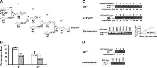 Figure 2. Sustained competitiveness of p18-/- HSCs after multiple rounds of cBMT. BMNCs from p18-/- or p18-/-p21-/- knockout mice were mixed with an equal number (2 × 106/each) of competitor cells (BMNCs from 2-month-old wild-type mice) and injected into lethally irradiated (10 Gy) recipient mice. Ten months after primary cBMT, 2 × 106 BMNCs from the recipients were rechallenged with an equal amount of the competitor cells and secondarily transplanted into lethally irradiated recipients. This procedure was sequentially repeated twice (donor cells were pooled from 3-5 animals, and there were 10 recipients/each group for each cBMT). The actual interval between each cBMT is shown (A). Some mice were kept longer than the interval. I°, II°, III°, and IV° indicate first, second, third, and fourth cBMTs, respectively. 1:1 indicates that equal amounts of test cells and competitor cells were cotransplanted into the recipients. M and F indicate male and female, respectively. Numbers under the arrows indicate the months after each cBMT, and numbers in the parentheses are the cellular age of original transplanted HSCs. Peripheral blood was collected from the recipients after long-term engraftment during each interval between sequential cBMTs, and PCR-based semiquantitative analysis as described in our previous study16 was performed to determine the contribution of p18-/- or p18-/-p21-/- to the overall hematopoietic reconstitution. The spleen- or blood-nucleated cells from wild-type and mutant mice were mixed at different ratios to obtain a standardization curve for the semiquantitative analysis. The average levels of engraftment in blood from p18-/- or p18-/-p21-/- origin 12 months after secondary and 6 months after tertiary cBMTs are shown (B). Error bars indicate SD. □ and ▪ indicate p18-/- and p18-/-p21-/- transplantation groups, respectively. Each group includes 8 animals, and the difference between p18-/- and p18-/-p21-/- is significant (P < .05) based on the Student t test. The representative results after tertiary cBMT are shown (C) along with the standardization generated simultaneously (bottom panel). Numbers above the gel images indicate individual animals, and the normalized percentages of test cells of the total in blood are shown below the images. As a control to confirm the accelerated exhaustion of hematopoietic repopulation in the absence of p21 as reported previously,10 the identical cBMT procedure (A) was used to test the repopulating ability of BMNCs from p21-/- mice at the age of 12 months (D). Eight to 12 months after the first cBMT, there was virtually no detectable p21-/- band in blood after 30 cycles of the PCR, and there were 2 blood samples at a barely detectable level (1%-3%) of the engraftment after 35 cycles of the PCR as representatively shown here. This experiment was intended to confirm a previous claim of HSC exhaustion due to p21 absence.10 It was not performed at the same time as other 2 groups but the competitor cells were from the same type of donor mice as described in “Materials and methods.” Therefore, the results between the p21-/- group and other groups, though imperfect, are still comparable since all these different test cells were directly assessed with the same type of competitor cells in the irradiated hosts. The singular effect of age would not substantially contribute to the exhaustion based on earlier studies by others showing no disadvantage of aged BMNCs in the competitive repopulation model.4,19,20