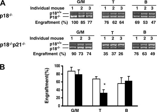 Figure 3. Multilineage differentiation that favors myelopoiesis after an extended long-term engraftment. (A) The recipients were killed after tertiary cBMT and their BMNCs were collected and stained with lineage markers. Myeloid (Mac-1+), T (CD3+)–, and B (B220+)–cell lineages were sorted for semiquantitative PCR analysis as described in Figure 2C. The actual results are shown. Numbers above the gel images indicate individual animals, and the calculated percentages of donor cells are indicated below the PCR images. (B) Contribution of p18-/- or p18-/-p21-/- donor cells to different lineages in tertiary recipients (6 months after transplantation). Error bars indicate SD. □ and ▪ indicate p18-/- and p18-/-p21-/- transplantation groups, respectively. *P < .05 (n = 3, Student t test).