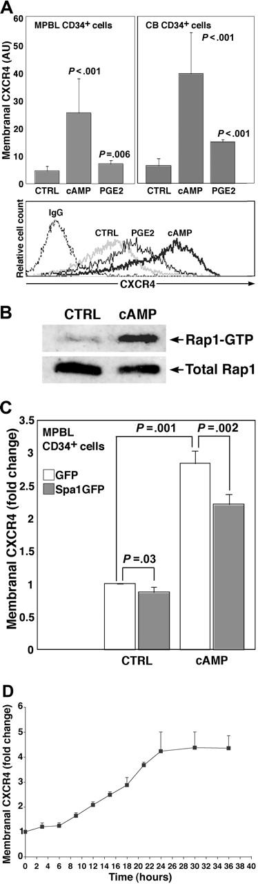 Figure 1. cAMP-stimulated CXCR4 expression in CD34+ hematopoietic progenitors is Rap1 dependent. (A) Membranal CXCR4 expression on human MPBL or CB CD34+ cells treated for 24 hours with 500 μM dbcAMP (cAMP) and 10 nM PGE2, untreated, or vehicle EtOH-treated as control (CTRL), indirectly immunolabeled with anti-human CXCR4 mAb. Results are shown as mean ± SD. For each cell source, 20 cAMP and 5 PGE2 independent experiments were conducted. P values indicate statistically significant differences compared with CTRL. Representative flow cytometry analysis is shown at the bottom. IgG indicates secondary Ab-only labeled samples. (B) Representative analysis of activated Rap1 (Rap1-GTP) status in G2 cells stimulated for 24 hours with 500 μM cAMP or left untreated (CTRL). (C) Effect of Spa1GFP overexpression on membranal CXCR4 level in MPBL CD34+ cells incubated 18 hours after transfection and left untreated (CTRL) or treated with 500 μM cAMP. Results are shown as fold change compared with the CXCR4 intensity in GFP-only transfected samples taken as 1 (mean ± SD of 4 independent experiments). (D) Time-lapse analysis of membranal CXCR4 expression in G2 cells treated with 500 μM cAMP for the indicated time periods. Results (mean ± SD of 3 independent experiments) are expressed as fold change compared with CXCR4 intensity of untreated counterparts.