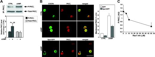 Figure 2. cAMP activates PKCζ in hematopoietic progenitor cells. (A) PKCζ phosphorylation and expression levels in G2 cells cultured for 24 hours either untreated (CTRL) or in the presence of 500 μM dbcAMP (cAMP), as assayed by immunoblot. PKCζ-phosphorylated (P-PKCζ) level was determined by densitometry, normalized to the PKCζ protein level (Total), and expressed as fold change versus CTRL cells. Results are mean ± SD of 5 independent experiments. (B) PKCζ membranal translocation in cAMP-treated cells. MPBL CD34+ cells were transfected with GFP (green fluorescent protein) only (top and middle rows) or with Spa1GFP (bottom row) expressing vector and further incubated for 18 hours either untreated (CTRL) or in the presence of 500 μM cAMP and indirectly immunolabeled for PKCζ (red). GFP vector transfected cells were colabeled for CXCR4 (green) because no GFP signal was retained after the permeabilization procedure. Note the increased CXCR4 expression and colocalization with PKCζ at the membrane of cAMP-stimulated cells (middle row). Spa1GFP overexpression decreased the proportion of cells displaying membranal PKCζ labeling (histogram on the right, representative of 2 independent experiments; 250 cells in each sample), yet PKCζ translocation to the membrane could be detected in Spa1GFP-transfected cells (bottom row, asterisks). Bar represents 10 μm. (C) Inhibition of the cAMP-induced PKCζ phosphorylation (P-PKCζ) by the NSC23766 (Rac1 inh) in G2 cells treated and assayed as in panel A. Results of the densitometry analysis, expressed in arbitrary units (AU), are represented as mean ± SD of 3 independent experiments.