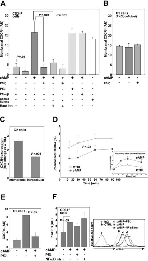 Figure 3. cAMP-induced increase in CXCR4 expression depends on PKCζ activity. Membranal CXCR4 expression in CB and MPBL CD34+ (A) or B1 (B) cells, incubated for 24 hours with 500 μM dbcAMP (cAMP), 2 μM cholesterol sulfate (Choles Sulfate), or left untreated (-). Where indicated, 10 μM PS of PKCζ (PSζ), PKCϵ (PSϵ), PSα/β (PSα/β), or 25 μM NSC23766 (Rac1 inh) were applied. Flow cytometry analysis data are shown in arbitrary units (AU) as mean ± SD; 10 independent experiments were conducted for PSζ, and 6 were conducted for Rac1 inh. (C) Increase in membranal and intracellular CXCR4 labeling in G2 cells incubated for 24 hours in the presence of 500 μM cAMP compared with untreated cells (CTRL) taken as 1. Flow cytometry analysis data (mean ± SD of 3 independent experiments) are shown. (D) Decreased internalization rate of anti-CXCR4-PE mAb in G2 cells treated for 24 hours with cAMP compared with CTRL. Results are mean ± SD of 3 independent experiments. P < .02; statistically significant differences compared with CTRL at each time point. Increased recovery after SDF-1-induced receptor internalization is shown in the inset. Mean fluorescence intensity (MFI) is calculated as percentage of CXCR4 expression in CTRL or cAMP-treated cells before the application of SDF-1 (original MFI). (E) Relative CXCR4 expression in G2 cells either untreated (-) or stimulated for 6 hours with 500 μM cAMP in the absence or presence of 10 μM PSζ, as analyzed by real-time RT-PCR. Data are expressed in AU as a ratio of CXCR4 and β-actin mRNA level (mean ± SD of 3 independent experiments). (F) Changes in CREB phosphorylation (P-CREB) in MPBL CD34+ progenitors stimulated for 1 hour with 500 μM cAMP (mean ± SD of 3 independent experiments). Where specified, cells were pretreated with either 10 μM PSζ or 18 μM NF-κBSN50 (NF-κB inh). Representative flow cytometry analysis is shown. IgG indicates secondary Ab-labeled cells; CTRL, untreated samples.