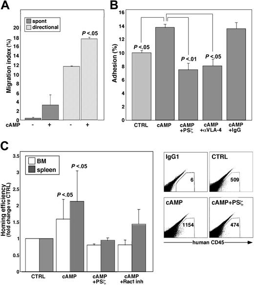Figure 4. CXCR4 overexpressed on cAMP-stimulated CD34+ progenitors is functional. (A) Transendothelial migration of dbcAMP (cAMP)-treated cells. CD34+ progenitors were incubated for 24 hours with 500 μM cAMP or left untreated (-), labeled with CFSE, and allowed to migrate either spontaneously (spont) or toward SDF-1 (directional) through BMEC-coated transwells. Data represent the percentages of migrated cells (mean ± SD of 2 independent experiments). (B) Adhesion to BM cells after cAMP treatment. Cells treated for 24 hours with 500 μM cAMP or left untreated (CTRL) were labeled with CFSE and allowed to adhere for 40 minutes to MS-5 cell layer (mean ± SD of at least 2 independent experiments, each in triplicate samples). Where indicated, cAMP-treated cells were preincubated with 10 μM PKCζ PS (PSζ), 10 μg/mL VLA-4 blocking mAb (αVLA-4), or IgG1 control. (C) Homing efficiency of cAMP-treated cells. CB or MPBL CD34+ cells were treated for 24 hours with 500 μM cAMP or left untreated (CTRL) and injected intravenously into the NOD/SCIDB2mnull mice. Where indicated, cAMP-treated cells were incubated for 30 minutes before injection with 10 μM PSζ or cultured in the presence of 25 μM NSC23766 (Rac1 inh). BM and spleen of recipient mice were analyzed for the presence of human cells (mean ± SD of at least 3 independent experiments, 2 to 3 mice per treatment in each experiment; *P < .05 relative to other treatments). Representative flow cytometry analyses are shown on the right. IgG indicates samples labeled with the isotype control Ab. Number of CD45+ human cells per 106 acquired is indicated in each case.