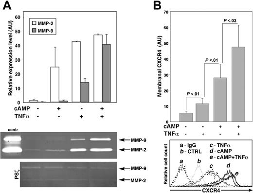 Figure 5. cAMP and TNFα signaling converge in MMP-2/MMP-9 secretion and induction of CXCR4 expression by CD34+ progenitors. (A) MMP-2 and MMP-9 levels in the conditioned media of CB and MPBL CD34+ cells cultured for 24 hours with the indicated agents, as determined by gelatin zymography. Positive control (contr) is the conditioned medium of HT1080 cells. Representative gel and densitometry analysis data are shown as mean ± SD of 3 independent experiments expressed in arbitrary units (AU). Note that the presence of PKCζ PS (PSζ) abrogates MMP-2/MMP-9 secretion by cAMP and TNFα costimulated cells. (B) Membranal CXCR4 expression in MPBL CD34+ cells treated as in panel A. Data are shown as mean ± SD of 6 independent experiments. Representative flow cytometry analysis is presented at the bottom. IgG indicates secondary IgG only; CTRL, untreated cells.