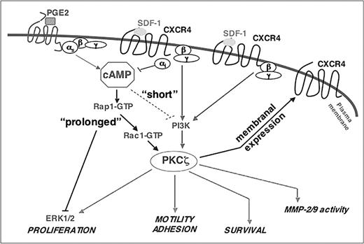 Figure 7. Schematic representation of a model of the PKCζ regulation by cAMP and SDF-1/CXCR4. Cellular cAMP accumulation is induced by the ligands (eg, PGE2) that activate Gαs-coupled receptors. Persistent (“prolonged” hours) stimulation with the cAMP-elevating agents results in PKCζ activation in a Rap1/Rac1-dependent manner and a subsequent increase in membranal CXCR4 expression. CXCR4 binding to SDF-1 further activates PKCζ, resulting in a positive feedback loop. On the other hand, SDF-1/CXCR4 interactions might reduce the cellular cAMP level as a result of Gαi activity, establishing a negative feedback loop on the cAMP-induced PKCζ activation. SDF-1 activates PKCζ by a distinct from the cAMP, PI3K-dependent pathway.17 PKCζ activity is required for multiple cellular functions, including MMP-2/MMP-9 secretion, motility, adhesion, and survival. cAMP reduces cell proliferation in a PKCζ-independent manner because of a negative effect on ERK1/2 activity. In contrast to “prolonged” cAMP activation, “short” (minutes) priming with the cAMP-elevating agents antagonizes PKCζ-mediated SDF-1/CXCR4-induced responses.