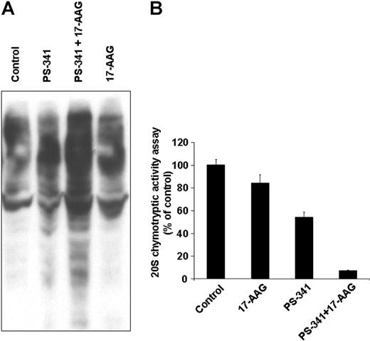 Figure 8. Molecular basis of hsp90 inhibitor-induced sensitization of MM cells to proteasome inhibitor bortezomib. In vitro treatment of chemo- and bortezomib-resistant primary MM tumor cells with bortezomib (PS-341, 5 nM, 12 hours), 17-AAG (250 nM, 12 hours) or their combination indicates that the combination of the 2 drugs induces more pronounced (A) accumulation of ubiquitinated proteins, as shown by immunoblotting analysis, and (B) inhibition of proteasome activity, evidenced by 20S proteasome chymotryptic activity assay, than either drug alone. Error bars indicate SD.