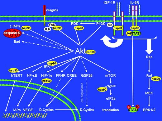 Figure 9. Schematic representation of diverse intracellular signaling cascades which can be impacted upon hsp90 inhibition, and of examples of multiple molecular levels where these effects can occur (through effects on expression/function of hsp90 client proteins and/or their downstream effectors). Solid arrows indicate activation and dashed lines indicate inhibitory events. Hsp90 inhibitors of the ansamycin family specifically inhibit hsp90, but the highly pleiotropic roles of their target confer to this class of agents the advantage of simultaneous blockade, by a single chemical entity, of diverse pathways implicated in tumor cell proliferation, survival, drug resistance, and microenvironmental interactions. This multifactorial activity of hsp90 inhibitors provides a framework for use of these agents to counteract mechanisms of resistance to multiple other agents, and increase tumor cell sensitivity to diverse conventional and novel agents.