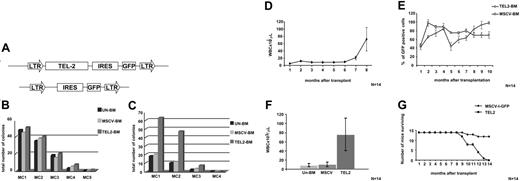 Figure 1. BM-expressing TEL2 causes a myeloid proliferative disease in mice. (A) Schematic representation of the MSCV-IRES-GFP and MSCV-TEL2-IRES-GFP retroviral vectors used for the transduction of the Lin- BM cells. The TEL2 cDNA was cloned in the single EcoRI site and is followed by an IRES-GFP marker gene. LTR, long terminal repeat. (B) Myeloid clonogenic activity of BM cells transduced with TEL2 retrovirus (TEL2-BM) compared with BM cells transduced with vector (MSCV-BM) or untransduced BM cells (Un-BM). Bars indicate the number of colonies counted at each round of serial replating in MC1 to MC5. CFU (1000 cells per dish plated) counts show no difference among the 3 samples with regard to their successive colony-forming capacity. This graph depicts the result of 1 of 4 experiments that gave almost identical results. (C) Successive MC assays of TEL2-BM, MSCV-BM, and Un-BM cells after 4 weeks of LTC-IC culture on an M2-10B4 stromal layer showing an increased colony-forming capacity of the TEL2-BM cells during the first 2 rounds of MC culture. This graph depicts the result of 1 of 4 experiments that gave almost identical results. (D) Average monthly peripheral blood leukocyte counts of all mice receiving transplants with TEL2-BM, showing an increase of the WBCs starting at 6 months after transplantation. Error bars show the standard deviation of each data point. (E) Monthly percentage of GFP-positive cells in the peripheral blood of mice receiving transplants with MSCV-BM or TEL2-BM, showing a steady increase in GFP-positive cells in mice receiving transplants with TEL2-BM starting at 5 months after transplantation. Error bars show the standard deviation of each data point. (F) Comparison of the average leukocyte count—in peripheral blood of mice receiving transplants with UN-BM, MSCV-BM and TEL2-BM—at the moment of death of the TEL2-BM mice. (G) Combined Kaplan-Meier survival plot of 14 (2 × 7) lethally irradiated mice receiving transplants with MSCV-BM or TEL2-BM (n = 2).