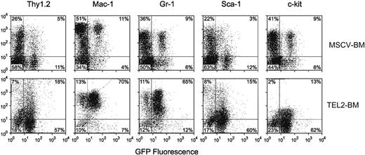 Figure 3. Flow cytometric cell surface marker analysis of BM cells of a diseased mouse that received TEL2-BM transplants and a healthy control mouse that received MSCV-BM transplants. (A) Top row shows expression of the indicated cell surface markers (y-axis) versus GFP expression (x-axis) in MSCV-BM cells. The bottom row shows expression of these markers and GFP in TEL2-BM cells. TEL2-BM cells show increased percentages of cells expressing all of the markers, but most cells are positive for Mac1 and Gr1. The malignant cells in the spleen, liver, and peripheral blood expressed the same complement of cell surface markers (not shown).