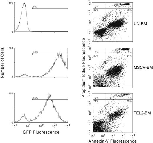 Figure 4. TEL2 expression reduces the rate of apoptosis of BM cells cultured in vitro. UN-BM cells (top 2 panels) and retrovirus-transduced MSCV-BM cells (middle 2 panels) and TEL2-BM cells (bottom 2 panels) were inoculated in liquid culture in presence of myeloid growth factors. After 4 days of culture and staining with propidium iodide, cells were analyzed for GFP expression (left panels) and for annexin V expression (right panels) by FACS. The number of apoptotic cells in the TEL2-BM sample (bottom right quadrant of the dot plots) was half of that in the UN-BM and MSCV-BM samples. The same was true for the percentage of dead cells (top right quadrant of the dot plots).