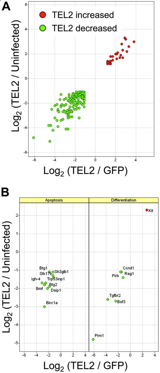 Figure 5. Microarray analysis of gene expression changes associated with TEL2 expression in mouse bone marrow. RNA from mouse bone marrow cells, either mock transduced (uninfected) or transduced with MSCV-TEL2-IRES-GFP (TEL2) or MSCV-IRES-GFP (GFP), were analyzed using the MOE-430A Affymetrix GeneChip microarrays. Log2 ratio values from pairwise comparisons are plotted. (A) Relative expression of 195 probe sets identified as differentially expressed (see “Materials and methods”) in both TEL2 versus GFP (x-axis) and TEL2 versus uninfected (y-axis) bone marrow. (B) Relative expression of differentially expressed probe sets found enriched (P < .001) in the Gene Ontology categories of apoptosis (left) or differentiation (right). Gene symbols are indicated in the panels.