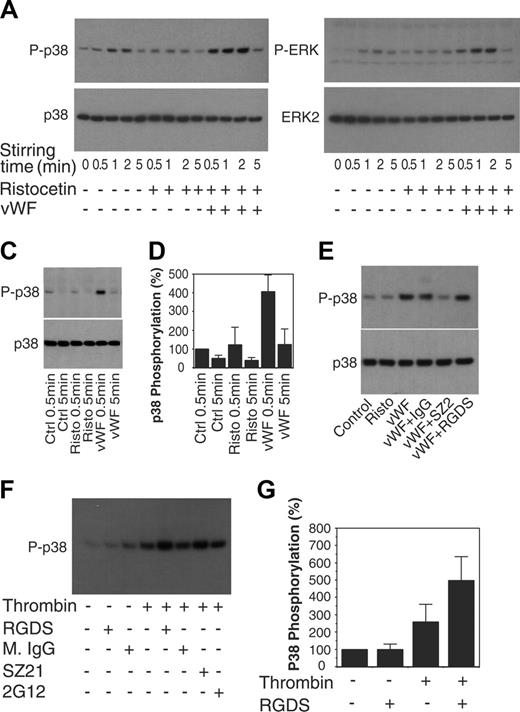 Figure 4. VWF-induced phosphorylation of p38 in human platelets. (A,B) Washed platelets (5 × 108/mL, 200 μL) were incubated for 0.5, 1, 2, or 5 minutes in a platelet aggregometer stirring at 1000 rpm with buffer, ristocetin alone (0.6 mg/mL), or with ristocetin and VWF (20 μg/mL). (A) The platelets were then solubilized and immunoblotted with a rabbit antibody specifically recognizing phosphorylated form of p38 (P-p38) or with a rabbit anti-p38 antibody to indicate comparable loading levels (p38). (B) Solubilized platelets also were immunoblotted with a rabbit antibody specifically recognizing the phosphorylated form of ERK (P-ERK) or with a rabbit anti-ERK2 antibody to indicate comparable loading levels (ERK). (C) Washed platelets (5 × 108/mL, 200 μL) were incubated for 0.5 or 5 minutes in a platelet aggregometer (stirring at 1000 rpm) with buffer (ctrl), 1 mg/mL ristocetin (risto), ristocetin and VWF (20 μg/mL). The platelets were then solubilized and immunoblotted with a rabbit antibody specifically recognizing phosphorylated forms of p38 (P-p38) or immunoblotted with a rabbit anti-p38 antibody to indicate comparable loading levels (p38). (D) Immunoblotting results as in experiments described in panel C were scanned and quantitated using NIH Image software. Results shown are from 4 experiments (mean ± SD). (E) Platelets were preincubated with a mouse IgG (40 μg/mL), an anti-GPIbα monoclonal antibody, SZ2 (40 μg/mL), or RGDS (1 mM) at 22°C for 5 minutes, and then stimulated with VWF and ristocetin (VWF). (F) Platelets were preincubated with a mouse IgG (20 μg/mL) or anti-human integrin αIIbβ3 monoclonal antibodies SZ21 or 2G12 (20 μg/mL), or RGDS (1 mM) at 22°C for 5 minutes, and then incubated without or with thrombin (0.05 μ/mL). (G) Platelets were preincubated with buffer (control) or RGDS (1 mM) at 22°C for 5 minutes and then incubated with or without thrombin (0.05 μ/mL). Immunoblotting results were scanned and quantitated using NIH Image software. Results shown are from 3 experiments (mean ± SD).