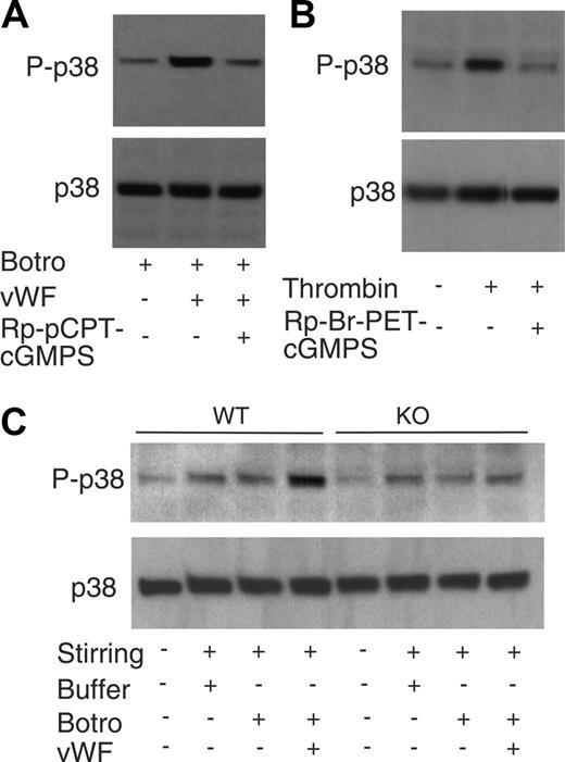 Figure 5. VWF- or low-dose thrombin-induced p38 phosphorylation is PKG dependent. (A) Human platelets were preincubated without or with a PKG inhibitor, Rp-pCPT-cGMPS (200 μM), at 22°C for 5 minutes, and then stimulated with botrocetin in the presence or absence of VWF at 37°C for 1 minute. (B) Human platelets were treated with or without the PKG inhibitor Rp-Br-PET-cGMPS (100 μM) and then stimulated with or without a low-dose thrombin (0.05 μ/mL) at 37°C for 2 minutes (the order of lanes from the same blot was rearranged for better presentation). (C) Platelets from wild-type mice (WT) or PKG I knockout mice (KO) were incubated with buffer or with botrocetin (5 μg/mL) in the presence or absence of VWF (20 μg/mL) at 37°C for 0.5 minute. Platelets from panels A, B, and C were then solubilized and immunoblotted with an antibody specific for phosphorylated forms of p38 (P-p38) or with an antibody against phosphorylation-independent epitopes of p38 (p38). Note that VWF or thrombin-induced p38 phosphorylation is inhibited by PKG inhibitors and in PKG knockout platelets.