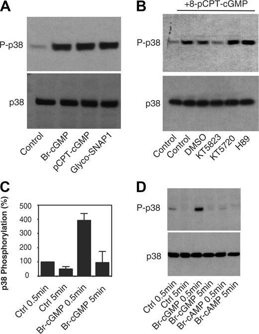 Figure 6. cGMP analogs or a nitric oxide donor-induced phosphorylation of p38 in platelets. (A) Washed human platelets (200 μL) were incubated under stirring in the platelet aggregometer with 2 μL water (control) or PKG activators 8-bromo-cGMP (100 μM), 8-pCPT-cGMP (100 μM), or glyco-SNAP1 (100 μM) at 37°C for 0.5 minute. Platelets were then solubilized and analyzed by immunoblotting with a rabbit antibody recognizing phosphorylated form of p38 to detect p38 phosphorylation (P-p38) and with a rabbit anti-p38 antibody to indicate comparable loading levels (p38). (B) Platelets were preincubated without (control) or with DMSO, a PKG inhibitor, KT5823 (5 μM), or PKA inhibitors, KT5720 (5 μM) or H89 (50 μM), at 22°C for 5 minutes and then stimulated with 8-pCPT-cGMP (100 μM) for 0.5 minute. These platelets were solubilized and analyzed by immunoblotting with a rabbit antibody recognizing phosphorylated form of p38 (P-p38) and with a rabbit anti-p38 antibody to indicate comparable loading levels (p38). (C,D) Washed human platelets were treated with 8-bromo-cGMP for 0.5 minute or 5 minutes and then immunoblotted with P-p38 antibody and with p38 antibody as described in panel A. Immunoblotting results were scanned and quantitated using NIH Image software. Quantitative results from 3 experiments (mean ± SD) are shown in panel C, and a representative experiment is shown in panel D.