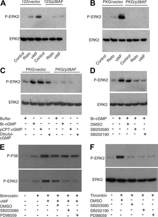 Figure 7. The role of p38 in agonist- and cGMP-induced phosphorylation of ERK2. (A) 123 cells were transfected with vector (123/vector) or the dominant-negative mutant p38AF cDNA (123/p38AF), 123/vector cells, or 123/p38AF cells were incubated with buffer, ristocetin (1 mg/mL), or ristocetin and VWF (20 μg/mL) at 25°C for 5 minutes. Cells were solubilized by adding equal volume of 2 × SDS sample buffer and immunoblotted with an antibody specific for phosphorylated Thr202/Tyr204 of ERK (New England Biolabs) (P-ERK2) to detect ERK phosphorylation, and with an anti-ERK2 antibody to monitor loading. (B) 123/PKG cells were transfected with vector (PKG/vector) or p38AF cDNA (PKG/p38AF). PKG/vector cells or PKG/p38AF cells were incubated with buffer, ristocetin (1 mg/mL), or ristocetin and VWF (20 μg/mL) at 25°C for 5 minutes and immunoblotted as in panel A. (C) PKG/vector cells or PKG/p38AF cells were incubated with 8-bromo-cGMP (100 μM), 8-pCPT-cGMP (100 μM), or 8-dibutyl-cGMP (100 μM) at 25°C for 5 minutes. Phosphorylation of ERK was analyzed as described in panel A. (D) PKG/vector cells were preincubated with DMSO, SB202190 (20 μM), or SB203580 (20 μM) for 5 minutes and then stimulated with 8-bromo-cGMP (100 μM) at 25°C for 5 minutes. Phosphorylation of ERK was analyzed by Western blot. (E) Washed human platelets were incubated with p38 inhibitor, SB203580, or MEK inhibitor, PD98059, or with DMSO as a control. Platelets were stimulated with botrocetin or botrocetin plus VWF at 37°C for 1 minute, solubilized, and then analyzed for ERK2 phosphorylation as in panel A. (F) Washed human platelets were incubated with p38 inhibitor SB203580 or SB202190, or MEK inhibitor PD98059, or with DMSO as a control. Platelets were stimulated with 0.05 μ/mL thrombin at 37°C for 2 minutes, solubilized, and then immunoblotted to detect ERK phosphorylation by Western blot.
