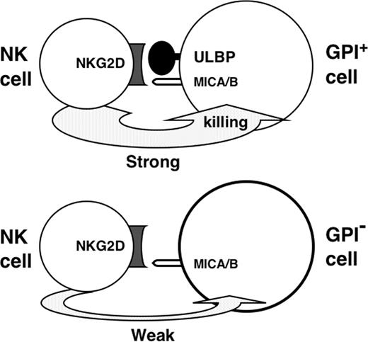 Figure 7. Lack of ULBP leading to an impaired NK activation under pressure to express stress-inducible membrane proteins.