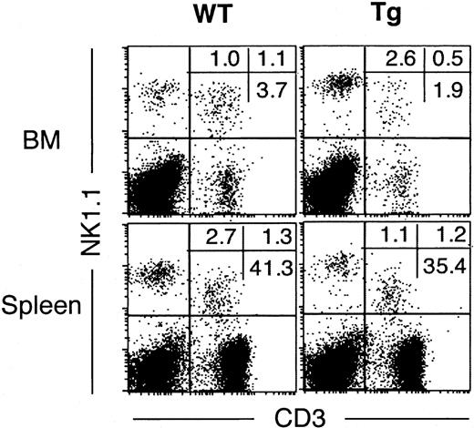 Figure 1. Accumulation of NK cells in the BM of Tg mice. BM and spleen cells from WT and Tg mice were stained for NK1.1 and CD3 as indicated. Only viable cells are shown, and the numbers represent the percentages of cells in each quadrant. Data are representative of analysis of at least 5 Tg and WT mice. There was no change in total number of spleen or BM cells in Tg mice (data not shown).