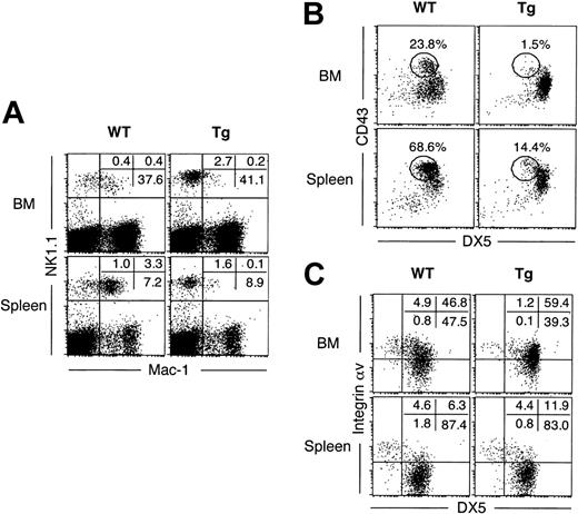 Figure 3. Immature phenotype of Tg NK cells. (A) BM and spleen cells from WT and Tg mice were stained for Mac-1, NK1.1, and CD3. Shown are profiles of Mac-1 expression on gated CD3- cells, and the numbers represent the percentages of cells in each quadrant. (B) BM and spleen cells were stained for CD43, DX5, NK1.1, and CD3. Gated NK1.1+ CD3- cells are shown, and the numbers represent the percentages of CD43hi cells. (C) BM and spleen cells were stained for integrin αv, DX5, NK1.1, and CD3. Gated NK1.1+ CD3- cells are shown, and the numbers represent the percentages of cells in each quadrant. More than 5 mice were analyzed for each marker.