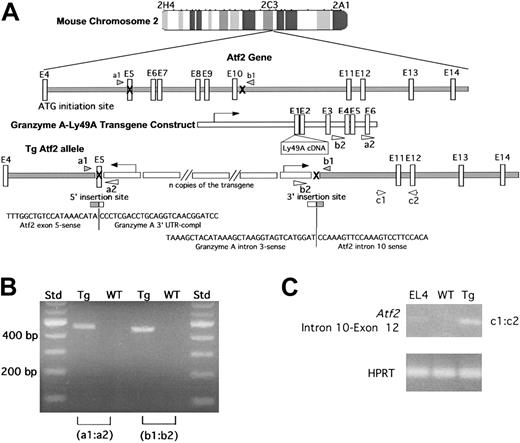 Figure 4. Integration of Tg construct into ATF-2 gene. (A) Schematic representation of WT and Tg ATF-2 allele with Tg construct integration. White vertical boxes represent exons, and the arrowheads (a1, a2, b1, and b2) represent primers amplifying the junction sequences, parts of which are shown. Atf2 genomic sequence information was obtained from C57BL/6J mouse BAC clone RP23-14607 (accession number AL844581.7), and granzyme A genomic sequence information was obtained from C57BL/6J mouse chromosome 13 genomic contig (accession number NT_039590). (B) PCR products amplified by the indicated primer sets (panel A) are present only in Tg genomic DNA samples. WT DNA did not prime amplification. (C) RT-PCR of abnormal Atf2 transcripts in Tg NK cells. RT-PCR products from the indicated RNA samples are shown. Primers were derived from intron 10 (c1) and exon 12 of Atf2 (c2) (A). The c1:c2 product represents RNA, which has spliced out intron11. Primers from HPRT (bottom panel) indicate equivalent template availability. RNA was prepared from LAK cells of indicated mice or from EL-4 cell line.