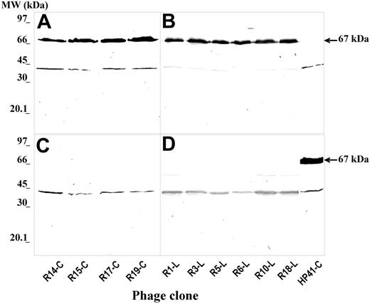 Figure 1. Western blot analysis of the specific reactivity of rituximab with phage minor-coat PIII protein-fused peptides (arrows) from the positive ELISA phage clones. Purified phage particles (1 × 1010 pfu's/lane) isolated by biopanning rituximab with c7c (A,C) and 7- or 12-mer (B,D) PDPLs were run onto a 10% polyacrylamide gel under nonreducing conditions and transferred to a PVDF filter. The filter was incubated with biotinylated rituximab (A-B) and the assay was continued as described in “Affinity selection, immunoscreening, Western blot, and sequence analysis.” Binding of rituximab to anti-CD4 mAb HP2/6-specific phage clone (HP41-C) and of biotinylated mAb HP2/6 with rituximab-specific phage particles (C-D) were included as specificity controls. MW indicates molecular weight.