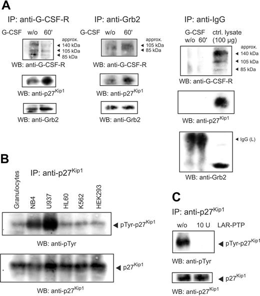 Figure 1. p27Kip1 interacts with Grb2 and G-CSF receptor and is tyrosine-phosphorylated in NB4 cells. (A) Lysates of NB4 cells untreated or stimulated with G-CSF for 60 minutes were precipitated with antibody to the G-CSF receptor or Grb2 and probed as indicated. Control immunoprecipitations with an antibody to human IgG excluded the possibility of unspecific binding. (B) Lysates of different cell lines were precipitated with anti-p27Kip1 and the Western blot was probed as indicated. (C) Immunoprecipitated p27Kip1 from NB4 cells was incubated with 10 U LAR-PTP for 30 minutes at 30°C. Tyrosine phosphorylation of LAR-treated p27Kip1 was compared to untreated p27Kip1.