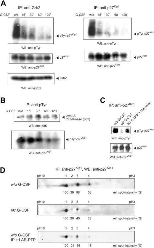 Figure 2. Application of G-CSF induces tyrosine dephosphorylation of p27Kip1. (A) NB4 cells were stimulated with G-CSF and harvested at different time points. Grb2 and p27Kip1 immunoprecipitations were performed and detected with antibodies as indicated. (B) Lysates of stimulated NB4 cells were precipitated with antiphosphotyrosine antibody and detected with anti-p27Kip1 and anti–PI 3-kinase (p85) antibody. (C) NB4 cells were stimulated with G-CSF or G-CSF/vanadate for 60 minutes. p27Kip1 immunoprecipitations were performed and detected with antibodies as indicated. (D) p27Kip1 immunoprecipitate (incubated with or without 10 U LAR-PTP) from NB4 lysate of untreated cells or cells stimulated with G-CSF for 60 minutes was separated by IEF using a nonlinear gradient pH 3 to 10 and probed with anti-p27Kip1 antibody.