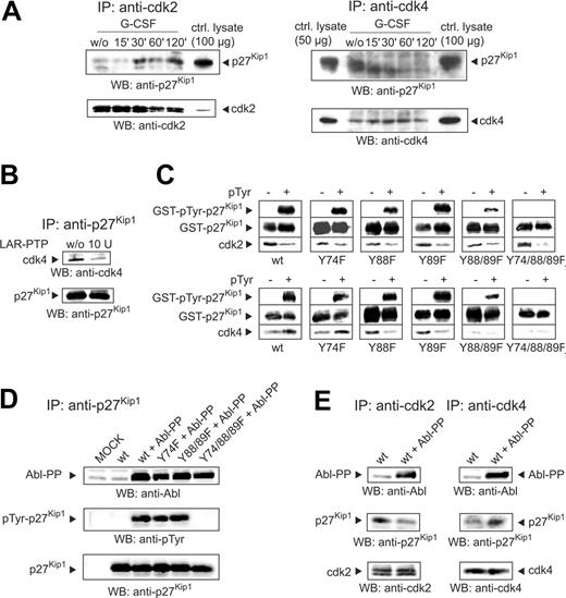 Figure 3. Tyrosine dephosphorylation of p27Kip1 alters the binding to cdks. (A) NB4 cells were stimulated with G-CSF and harvested at different time points. Immunoprecipitations with cdk2 and cdk4 were performed and probed by Western blotting with antibodies as indicated. A total of 50 or 100 μg NB4 lysate from untreated cells was also loaded as a control. (B) p27Kip1 immunoprecipitate from NB4 lysate was incubated with LAR-PTP. The Western blot was probed with antibodies to cdk4 and p27Kip1. Binding of cdk4 to p27Kip1 (treated with LAR-PTP or untreated) was detected. (C) GST-p27Kip1 fusion proteins (p27Kip1 wt and tyrosine to phenylalanine mutations Y74F, Y88F, Y89F, Y88/89F, Y74/88/89F) were expressed in E coli strains DH5α (pTyr -: not tyrosine-phosphorylated) and TKX1 (pTyr +: tyrosine-phosphorylated). After incubation of the fusion proteins in NB4 lysate together with GSH agarose for 15 minutes at 4°C, the protein complexes were separated by PAGE and blotted and binding of the p27Kip1 wt or point mutations with cdk2 and cdk4 was evaluated by detection with the appropriate antibodies. (D) Plasmids containing p27Kip1 wt sequence as well as point mutations (with or without Abl-PP sequence) were transiently expressed in NIH/3T3 cells. p27Kip1 immunoprecipitations were performed and probed with antibodies as indicated. As control for Abl-PP expression, a total of 100 μg lysate was also detected. (E) Lysate from transfected NIH/3T3 cells was immunoprecipitated and probed as indicated.
