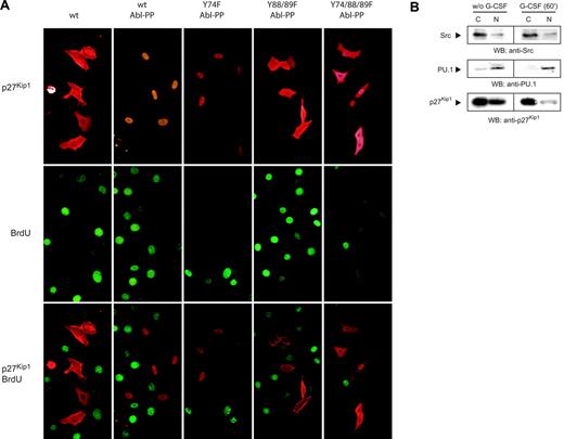 Figure 4. Tyrosine phosphorylation of p27Kip1 contributes to nuclear translocation. (A) NIH/3T3 cells were incubated with BrdU for 4 hours. p27Kip1 distribution and BrdU incorporation were detected with the appropriate antibodies. (B) NB4 cells (with or without stimulation with G-CSF for 60 minutes) were fractionated, lysate (100 μg) from cytosolic fraction C and nuclear fraction N was probed by Western blotting as indicated. Transcription factor PU.1 and Src kinase were used as markers for nuclear and cytosolic fraction, respectively.