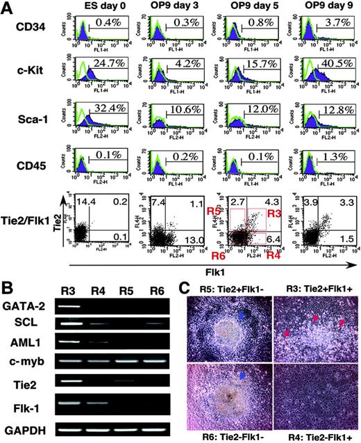 Figure 1. Mesodermal differentiation of ES cells on OP9 stromal cells. (A) E14 ES cells were cultured on collagen type IV plates for 2 days, and then all cells were cultured on OP9 cells for 9 days. The expression of CD34, c-Kit, Sca-1, CD45, Flk1, and Tie2 in ES cell–derived cells was analyzed at the indicated time points by flow cytometry. Stained Tie-/- cells are represented by purple shaded histograms. Unstained controls are represented by green lines. The percentages of cells in each quadrant are indicated. (B) Gene expression of fractionated cells shown in A (R3-R6) was analyzed by RT-PCR. (C) Fractionated cells (20 000; R3-R6) were cultured on OP9 cells. On day 7 of culture, hematopoietic clusters (red arrowheads) were developed only from the R3 fraction. In other fractions (R4-R6) hematopoietic clusters were not developed, but embryoid body–like colonies (blue arrowheads) developed from R5 and R6 fractions. Cells were analyzed at low (×40) magnification.